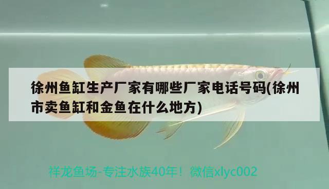 徐州魚缸生產(chǎn)廠家有哪些廠家電話號(hào)碼(徐州市賣魚缸和金魚在什么地方) ?；?異型虎魚/純色虎魚