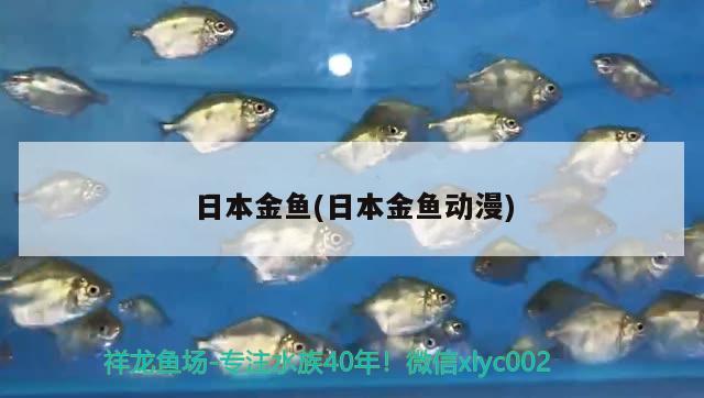 日本金魚(日本金魚動漫) 觀賞魚