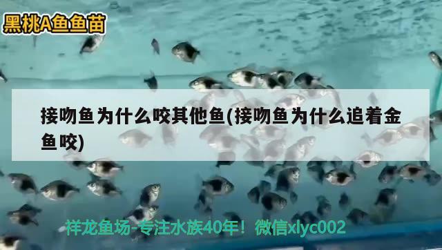 接吻魚為什么咬其他魚(接吻魚為什么追著金魚咬) 觀賞魚