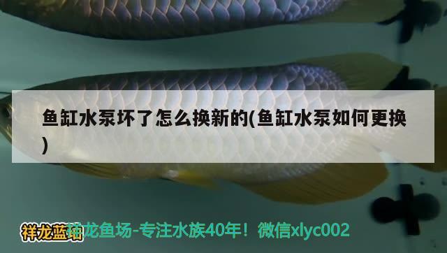 魚(yú)缸水泵壞了怎么換新的(魚(yú)缸水泵如何更換) 魚(yú)缸水泵