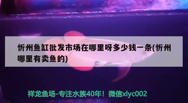 忻州魚缸批發(fā)市場在哪里呀多少錢一條(忻州哪里有賣魚的) 埃及神仙魚