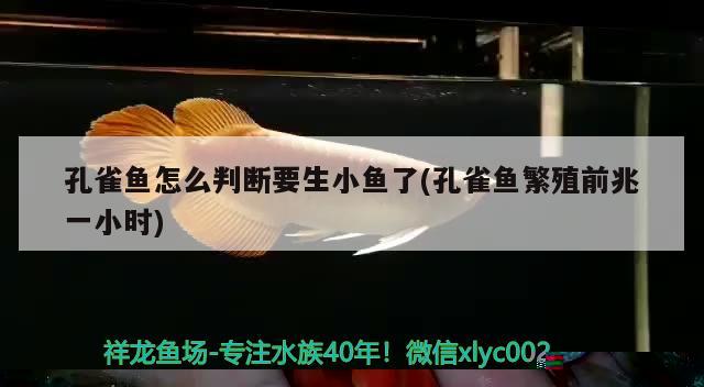 煙臺魚缸制作廠家地址及電話多少(煙臺哪里有做魚缸的) 夢幻雷龍魚