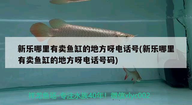 新樂哪里有賣魚缸的地方呀電話號(新樂哪里有賣魚缸的地方呀電話號碼) 成吉思汗鯊（球鯊）魚