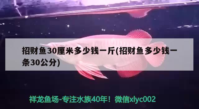 招財(cái)魚30厘米多少錢一斤(招財(cái)魚多少錢一條30公分)