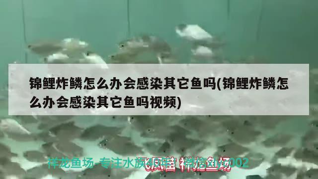 錦鯉炸鱗怎么辦會感染其它魚嗎(錦鯉炸鱗怎么辦會感染其它魚嗎視頻)