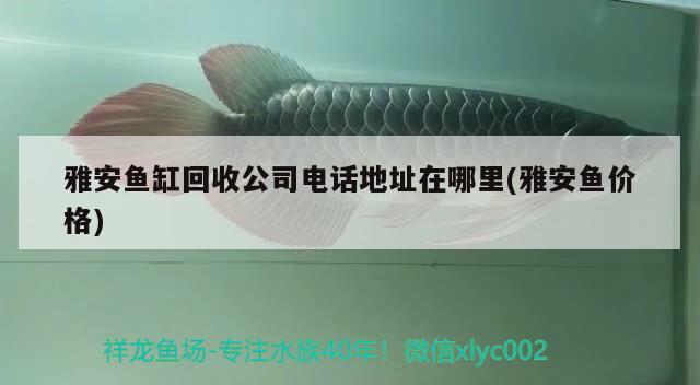 雅安魚缸回收公司電話地址在哪里(雅安魚價(jià)格) 白化火箭魚 第1張