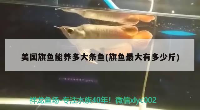 美國旗魚能養(yǎng)多大條魚(旗魚最大有多少斤) 觀賞魚