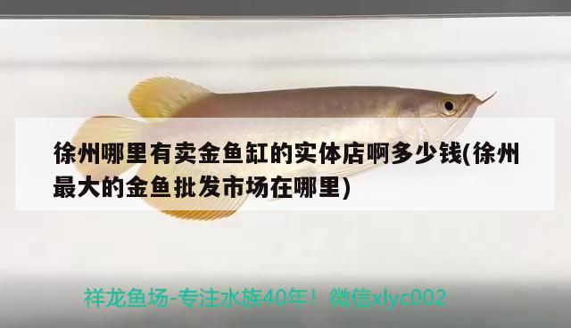 徐州哪里有賣(mài)金魚(yú)缸的實(shí)體店啊多少錢(qián)(徐州最大的金魚(yú)批發(fā)市場(chǎng)在哪里)