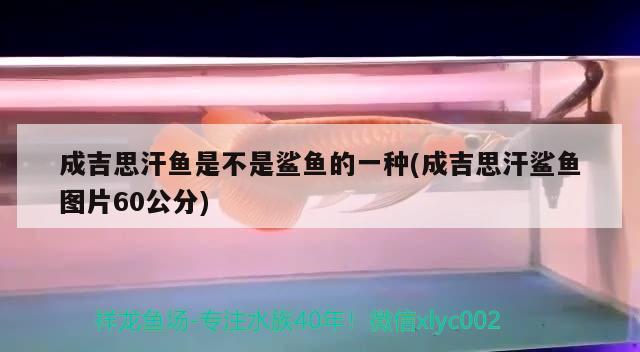 成吉思汗魚(yú)是不是鯊魚(yú)的一種(成吉思汗鯊魚(yú)圖片60公分) 成吉思汗鯊（球鯊）魚(yú)