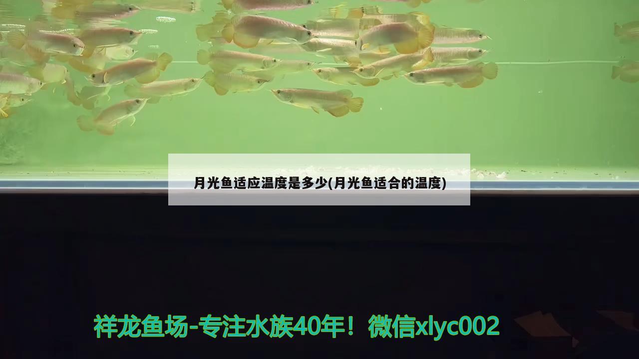 月光魚適應溫度是多少(月光魚適合的溫度)