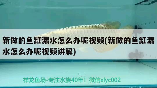 新做的魚缸漏水怎么辦呢視頻(新做的魚缸漏水怎么辦呢視頻講解) 蘇虎