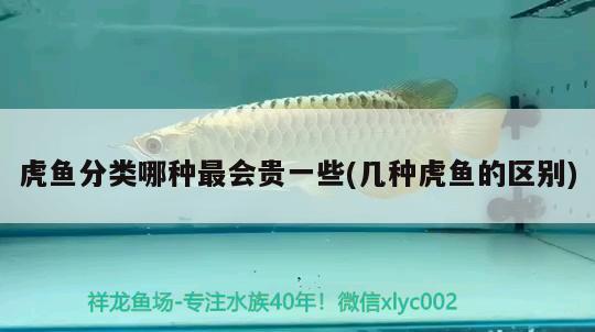 虎魚分類哪種最會(huì)貴一些(幾種虎魚的區(qū)別) 虎魚百科