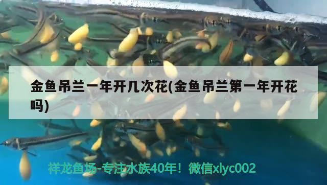 金魚吊蘭一年開幾次花(金魚吊蘭第一年開花嗎) 觀賞魚 第2張