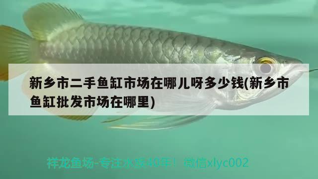 新鄉(xiāng)市二手魚缸市場(chǎng)在哪兒呀多少錢(新鄉(xiāng)市魚缸批發(fā)市場(chǎng)在哪里) 圣菲埃及魚