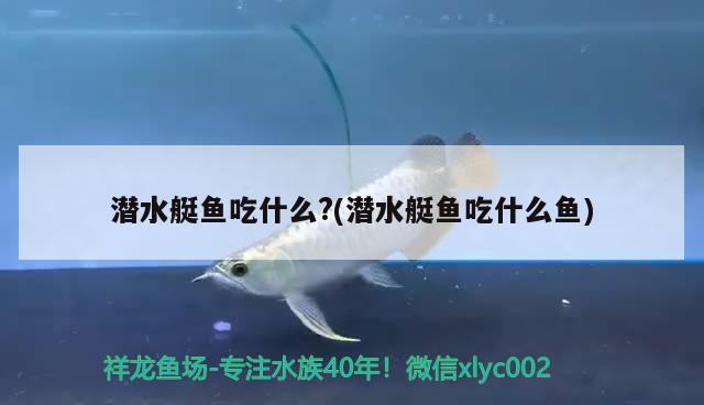 潛水艇魚吃什么?(潛水艇魚吃什么魚)