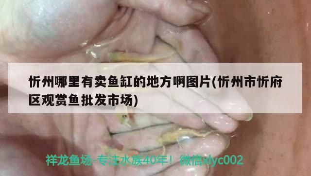 忻州哪里有賣魚缸的地方啊圖片(忻州市忻府區(qū)觀賞魚批發(fā)市場) 觀賞魚批發(fā)