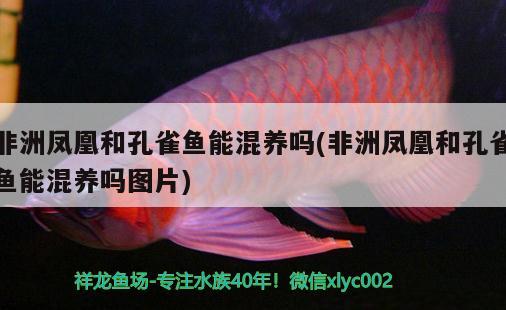 非洲鳳凰和孔雀魚能混養(yǎng)嗎(非洲鳳凰和孔雀魚能混養(yǎng)嗎圖片) 觀賞魚