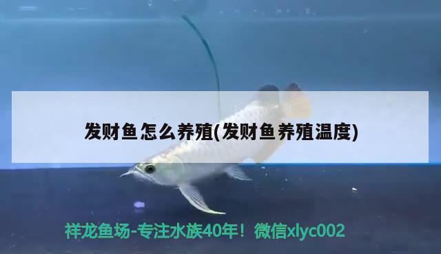 發(fā)財魚怎么養(yǎng)殖(發(fā)財魚養(yǎng)殖溫度) 觀賞魚