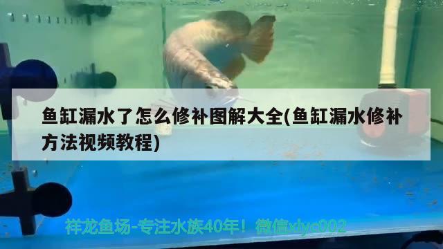 魚缸漏水了怎么修補圖解大全(魚缸漏水修補方法視頻教程)