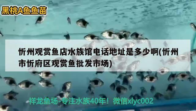 忻州觀賞魚店水族館電話地址是多少啊(忻州市忻府區(qū)觀賞魚批發(fā)市場) 觀賞魚批發(fā)