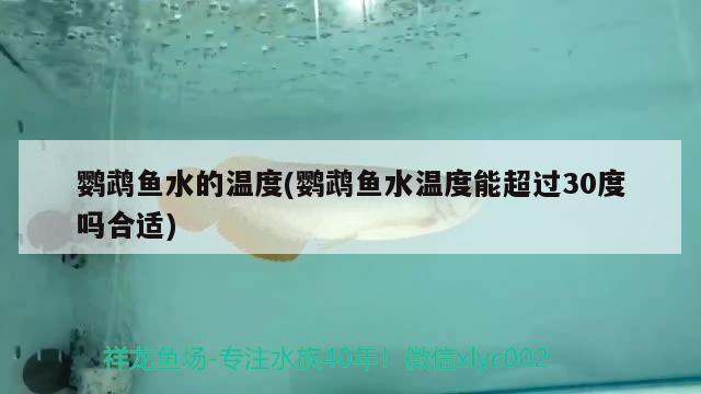 鸚鵡魚水的溫度(鸚鵡魚水溫度能超過30度嗎合適) 鸚鵡魚 第3張