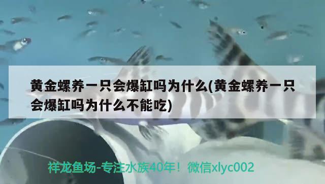 黃金螺養(yǎng)一只會爆缸嗎為什么(黃金螺養(yǎng)一只會爆缸嗎為什么不能吃) 觀賞魚