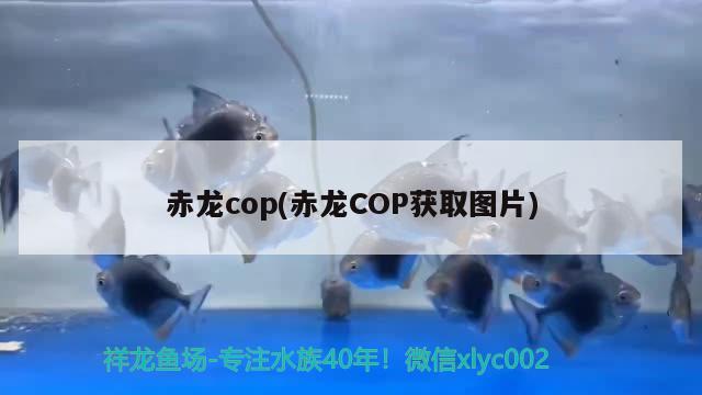 赤龍cop(赤龍COP獲取圖片) 觀賞魚