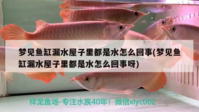 夢見魚缸漏水屋子里都是水怎么回事(夢見魚缸漏水屋子里都是水怎么回事呀) 純血皇冠黑白魟魚