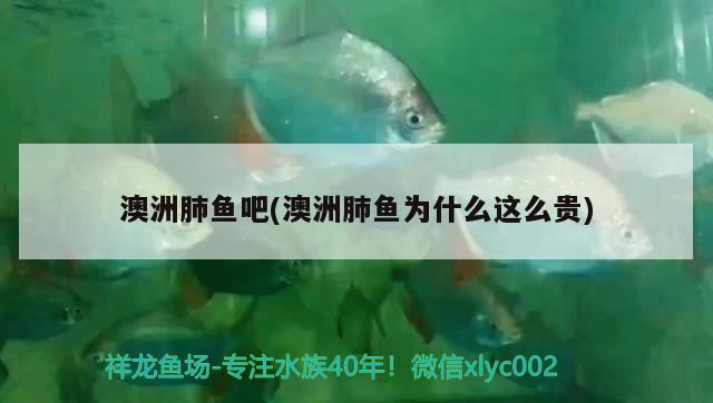 澳洲肺魚吧(澳洲肺魚為什么這么貴)