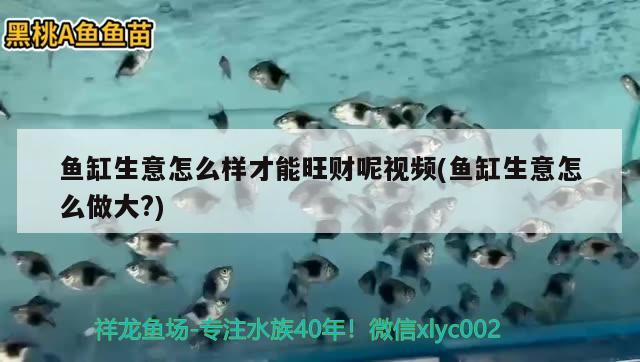 魚缸生意怎么樣才能旺財呢視頻(魚缸生意怎么做大?) 圣菲埃及魚