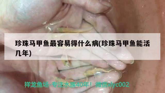 珍珠馬甲魚最容易得什么病(珍珠馬甲魚能活幾年)