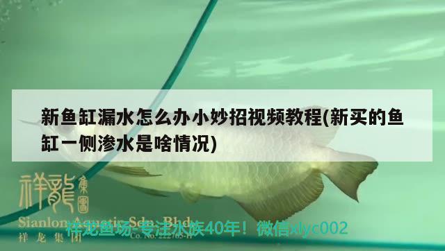 新魚(yú)缸漏水怎么辦小妙招視頻教程(新買(mǎi)的魚(yú)缸一側(cè)滲水是啥情況) 紅白錦鯉魚(yú)