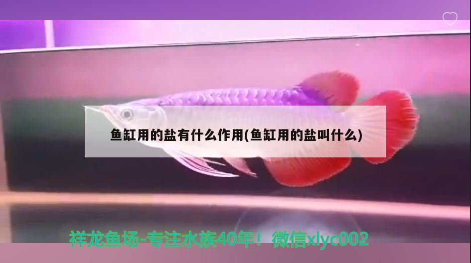 魚缸用的鹽有什么作用(魚缸用的鹽叫什么)