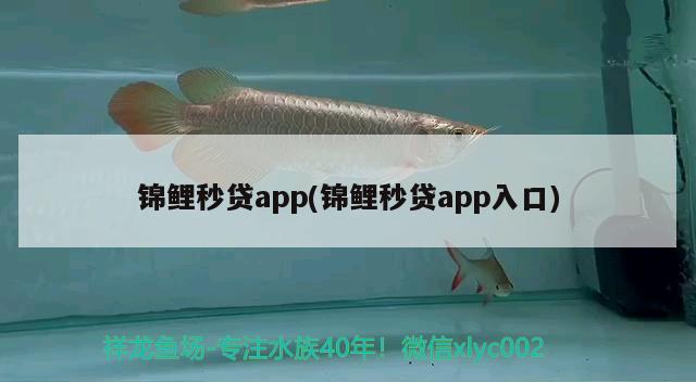 錦鯉秒貸app(錦鯉秒貸app入口)