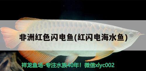 非洲紅色閃電魚(紅閃電海水魚) 海水魚