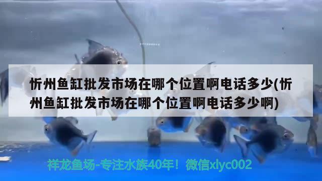 忻州魚缸批發(fā)市場在哪個(gè)位置啊電話多少(忻州魚缸批發(fā)市場在哪個(gè)位置啊電話多少啊)