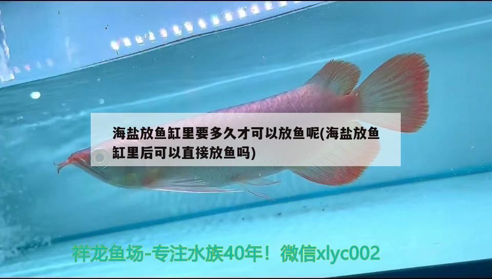 海鹽放魚缸里要多久才可以放魚呢(海鹽放魚缸里后可以直接放魚嗎)