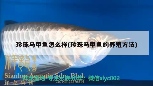 珍珠馬甲魚怎么樣(珍珠馬甲魚的養(yǎng)殖方法)