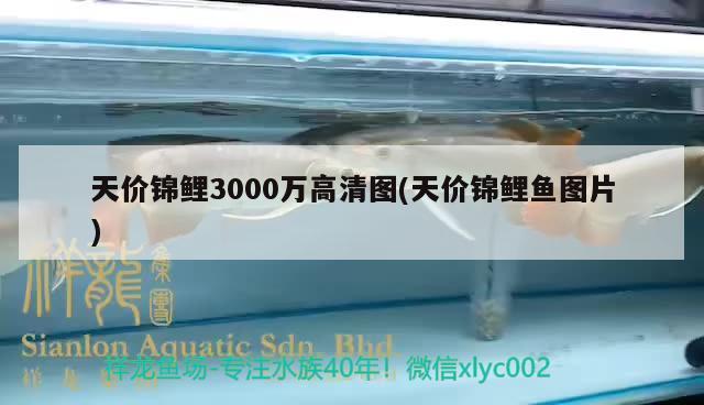 天價錦鯉3000萬高清圖(天價錦鯉魚圖片)