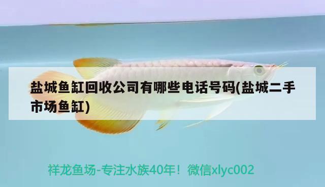 鹽城魚缸回收公司有哪些電話號碼(鹽城二手市場魚缸)