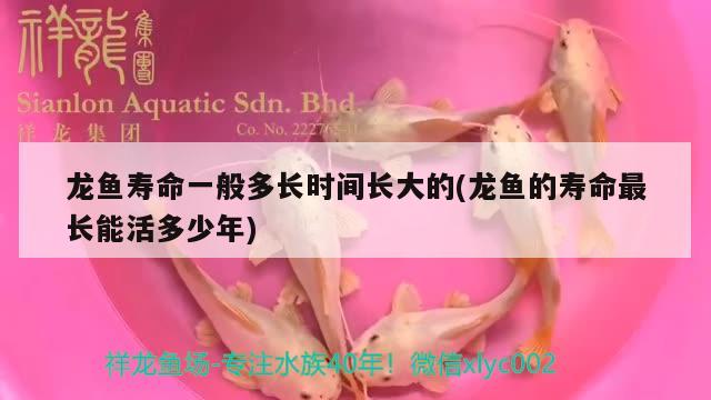 龍魚(yú)壽命一般多長(zhǎng)時(shí)間長(zhǎng)大的(龍魚(yú)的壽命最長(zhǎng)能活多少年) 觀賞魚(yú)