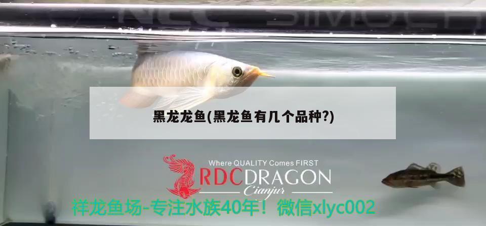 黑龍龍魚(黑龍魚有幾個品種?) 觀賞魚