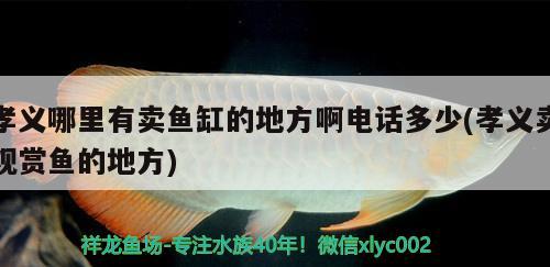 孝義哪里有賣魚(yú)缸的地方啊電話多少(孝義賣觀賞魚(yú)的地方) 祥龍進(jìn)口元寶鳳凰魚(yú)