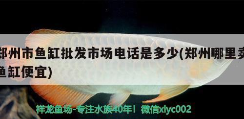 鄭州市魚缸批發(fā)市場(chǎng)電話是多少(鄭州哪里賣魚缸便宜) 暹羅巨鯉