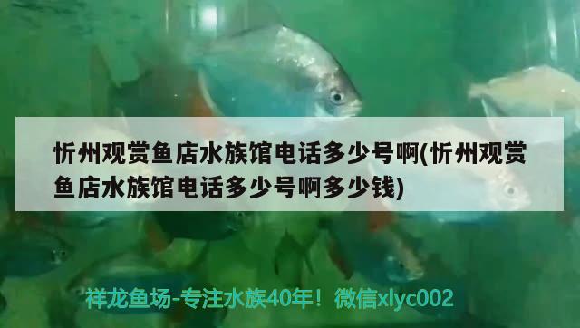 忻州觀賞魚店水族館電話多少號啊(忻州觀賞魚店水族館電話多少號啊多少錢)