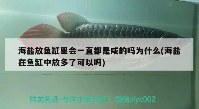 海鹽放魚(yú)缸里會(huì)一直都是咸的嗎為什么(海鹽在魚(yú)缸中放多了可以嗎)