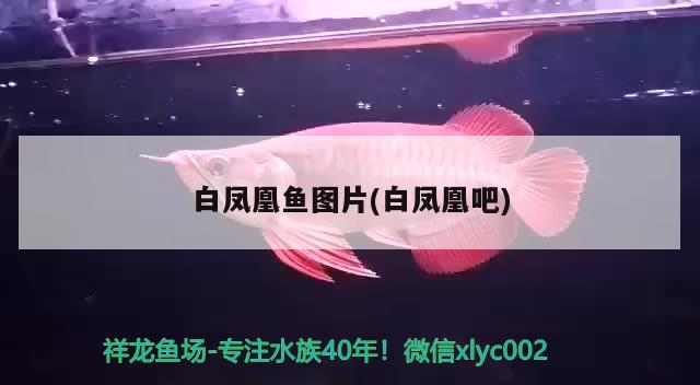 白鳳凰魚(yú)圖片(白鳳凰吧)