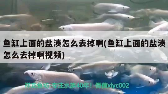 魚(yú)缸上面的鹽漬怎么去掉啊(魚(yú)缸上面的鹽漬怎么去掉啊視頻)