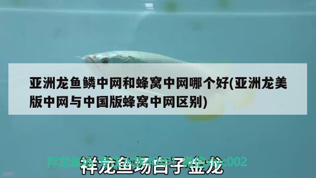 亞洲龍魚鱗中網(wǎng)和蜂窩中網(wǎng)哪個好(亞洲龍美版中網(wǎng)與中國版蜂窩中網(wǎng)區(qū)別) 觀賞魚