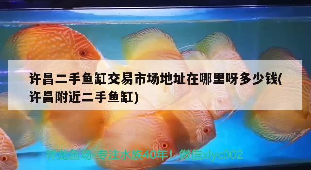 許昌二手魚缸交易市場地址在哪里呀多少錢(許昌附近二手魚缸) 白寫錦鯉魚